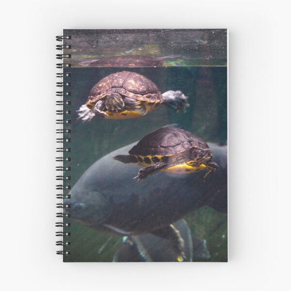 Item preview, 2 Turtles having a swim designed and sold by Belles-Photos.