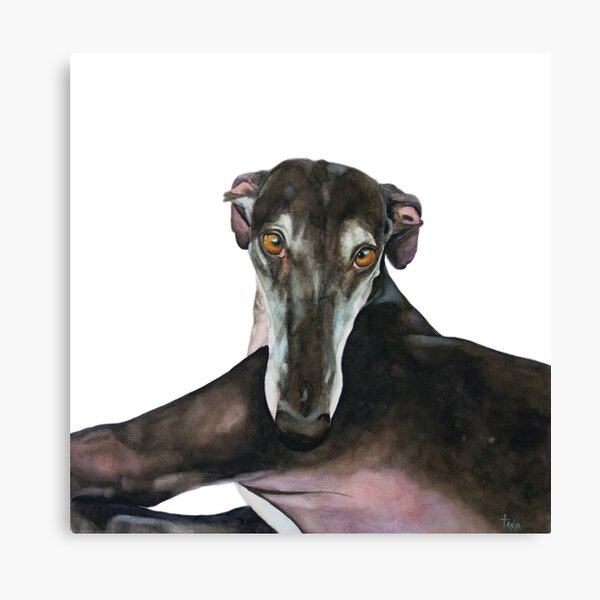 Greyhound - Galgo Español Ana  Canvas Print