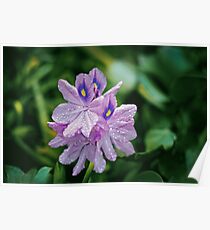 WATER HYACINTH Poster