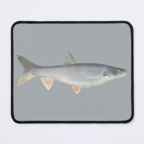 Item preview, Pikeminnow del norte designed and sold by fishfolkart.