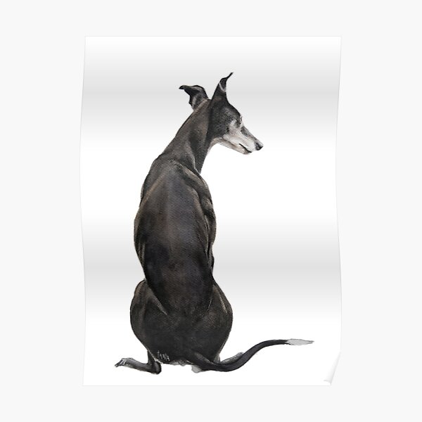 Greyhound - Galgo Espanol - Gazing around Poster