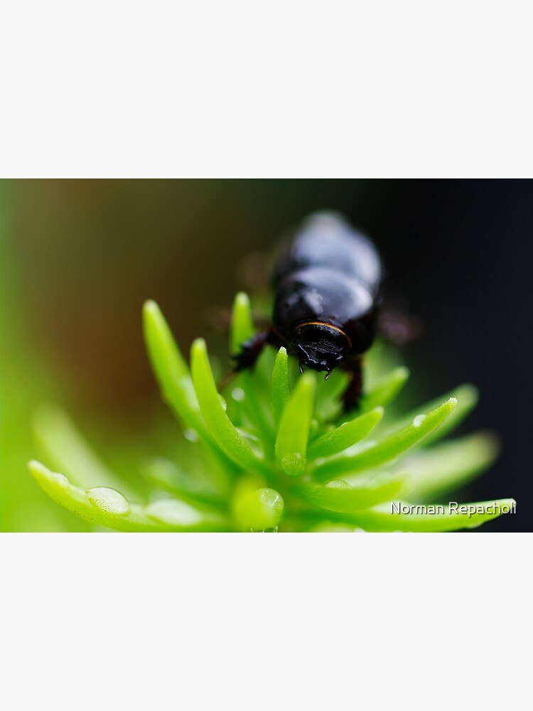 BeetleJuice by keystone