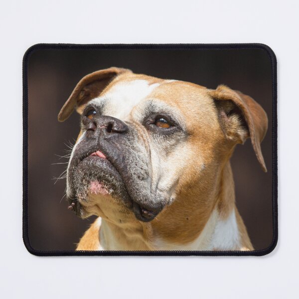 Item preview, Old English Bulldog designed and sold by WeightPulling.