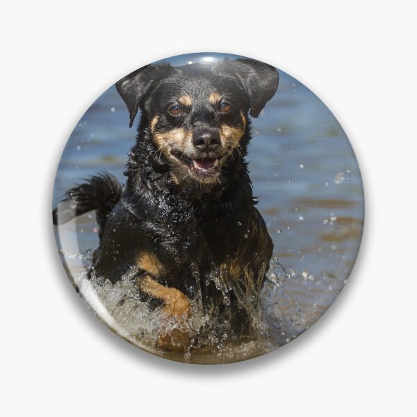 Artikelvorschau, Österreichischer Pinscher (Austrian Pinscher) entworfen und verkauft von WeightPulling.