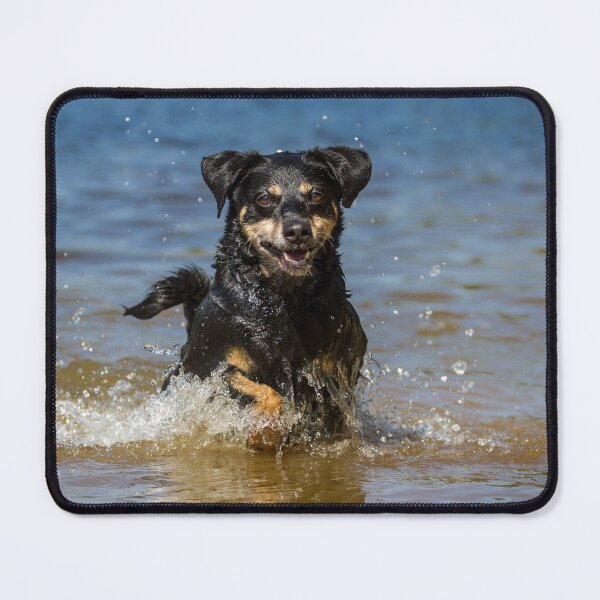 Item preview, Austrian Pinscher (Austrian Pinscher) designed and sold by WeightPulling.