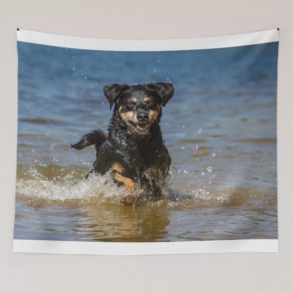Item preview, Austrian Pinscher (Austrian Pinscher) designed and sold by WeightPulling.