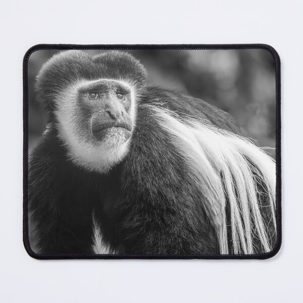 Item preview, Colobus Monkey Portrait Tanzania Africa designed and sold by PhotoArt by Joan Carroll.