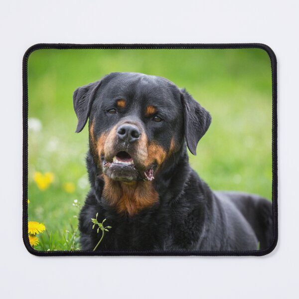 Item preview, rottweiler designed and sold by WeightPulling.