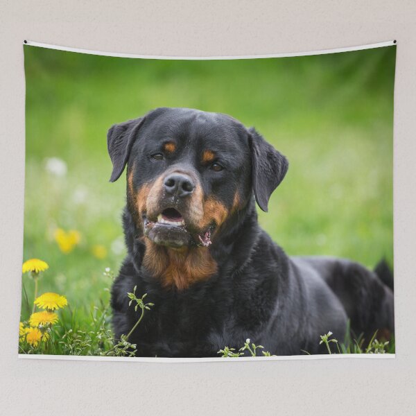 Item preview, rottweiler designed and sold by WeightPulling.