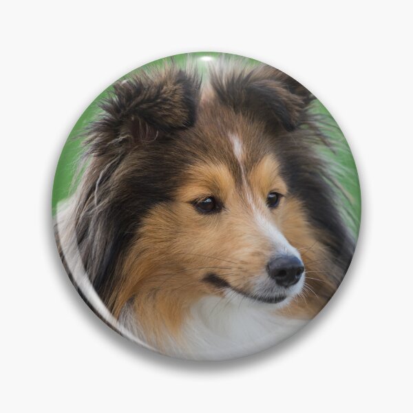 Artikelvorschau, Sheltie (Shetland Sheepdog) entworfen und verkauft von WeightPulling.