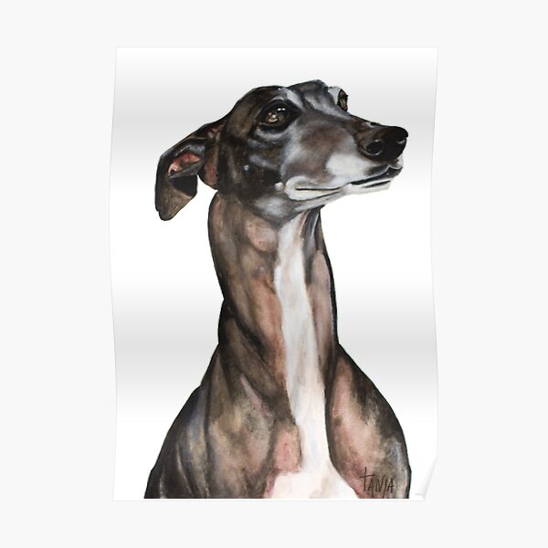Greyhound - Galgo Espanol - Negra Poster