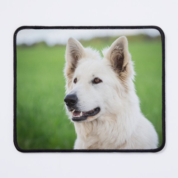 Item preview, White Swiss Shepherd Dog (Berger Blanc Suisse) designed and sold by WeightPulling.