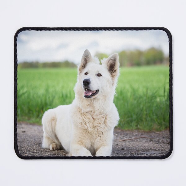 Item preview, White Swiss Shepherd Dog (Berger Blanc Suisse) designed and sold by WeightPulling.