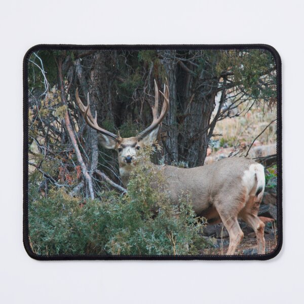 Item preview, Mule deer buck designed and sold by Saltypro.