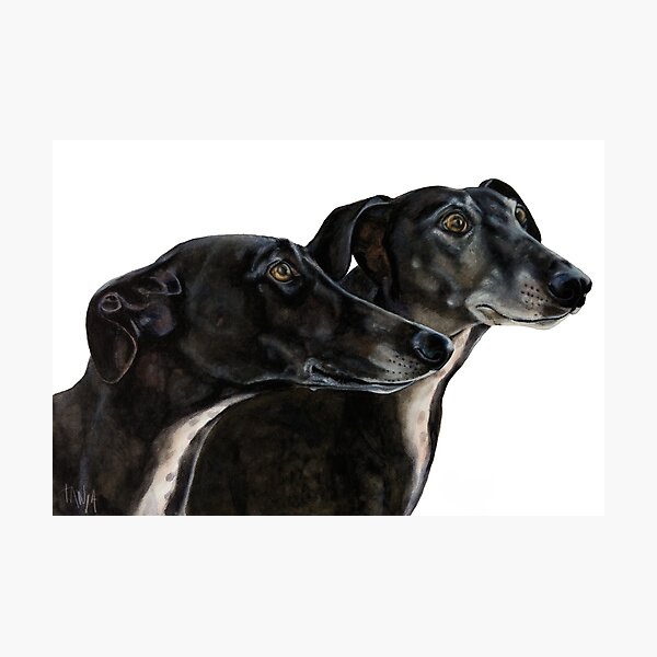 Black Galgo Wall Art Redbubble