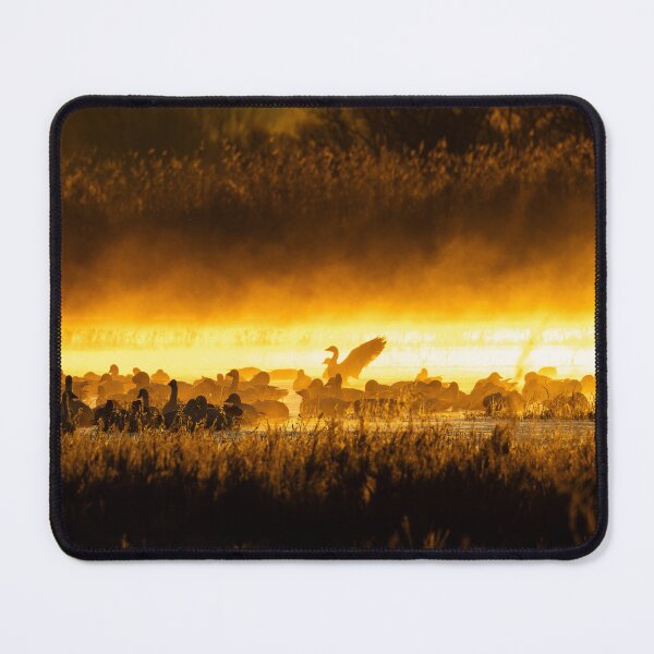 Item preview, Snow Geese at Sunrise designed and sold by CESW Photography.