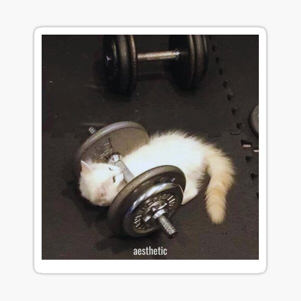 Item preview, Cat in the gym Pr designed and sold by Gustavodiazx10.