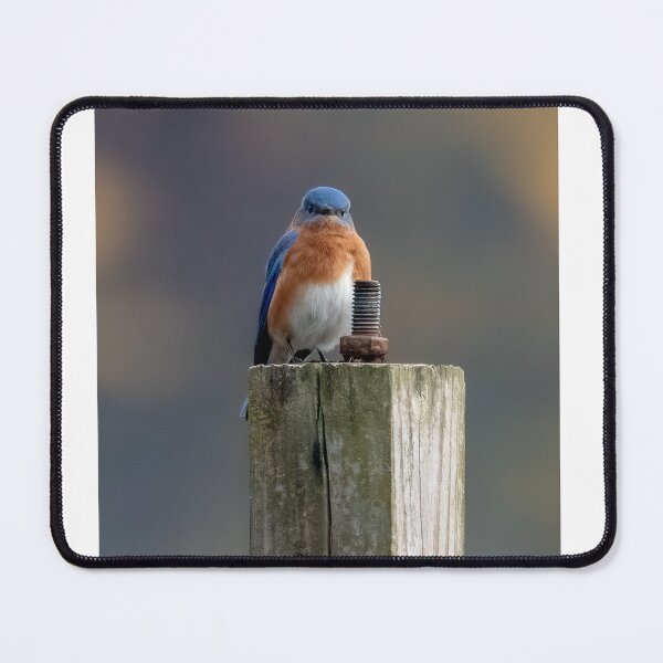 Item preview, Eastern Bluebird of Judgement designed and sold by tracyam.