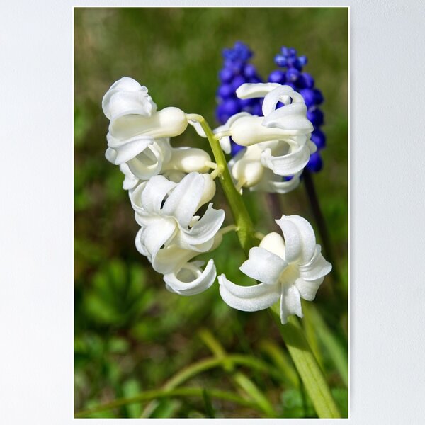 Item preview, White Hyacinths designed and sold by Dorset Girl.
