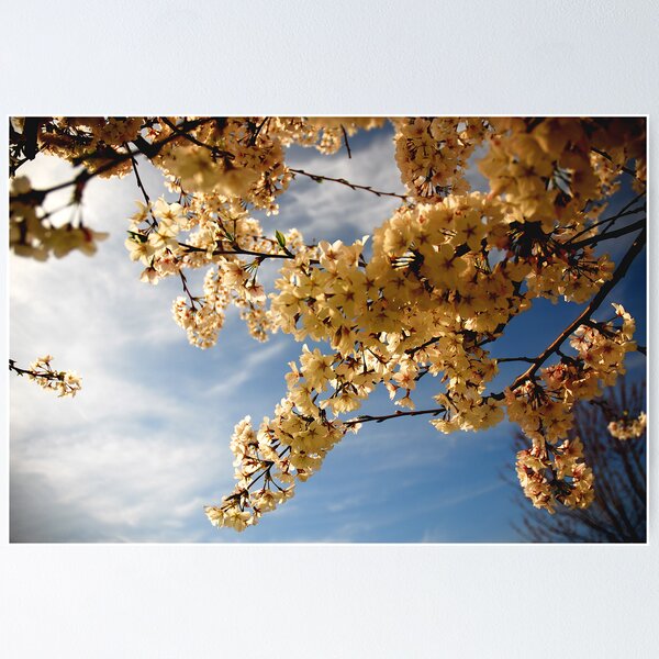 Springtime blossoms Poster