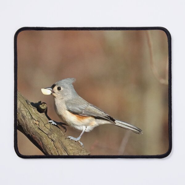Item preview, Tufted Titmouse With Nut designed and sold by Deb Oppermann.