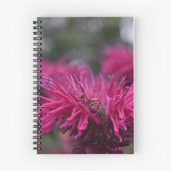 Item preview, Bee Balm Flower Photograph designed and sold by ItemCrafter.