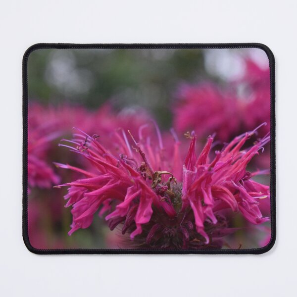 Item preview, Bee Balm Flower Photograph designed and sold by ItemCrafter.