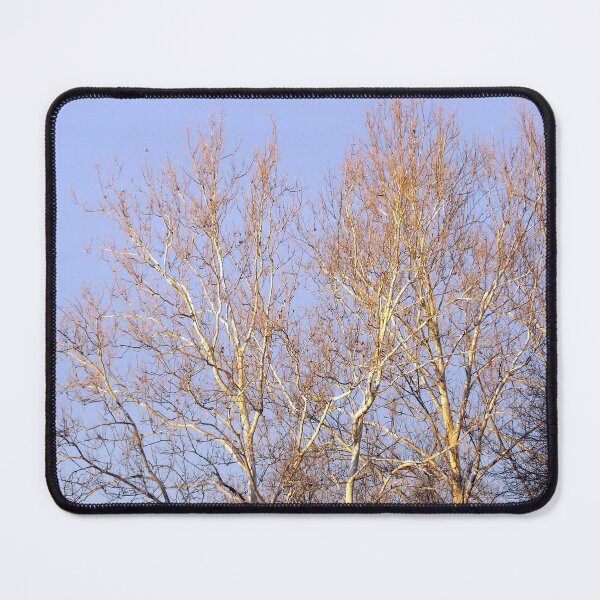 Item preview, Sycamore Tree at Sunset designed and sold by gistinker.