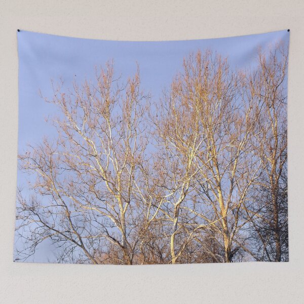 Item preview, Sycamore Tree at Sunset designed and sold by gistinker.