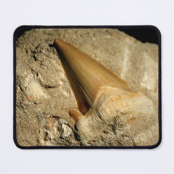 Item preview, Shark tooth fossil designed and sold by AnthonyThomas.