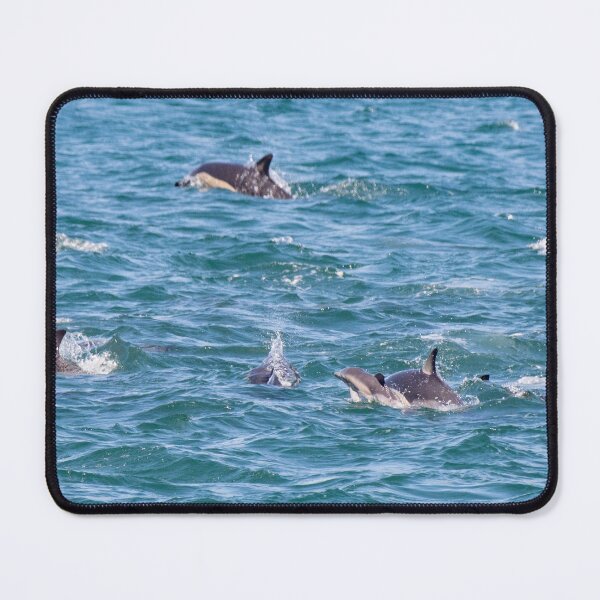 Item preview, Pod of dolphins on Wellington Harbour (with baby dolphin) designed and sold by shadowsanddust.