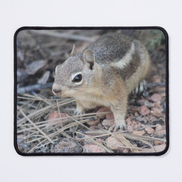 Item preview, Chipmunk designed and sold by Backyardtrail.