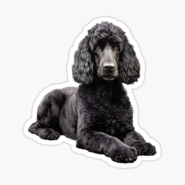 Item preview, Serene Black Poodle Lying Down Pet Illustration designed and sold by solrevolver.