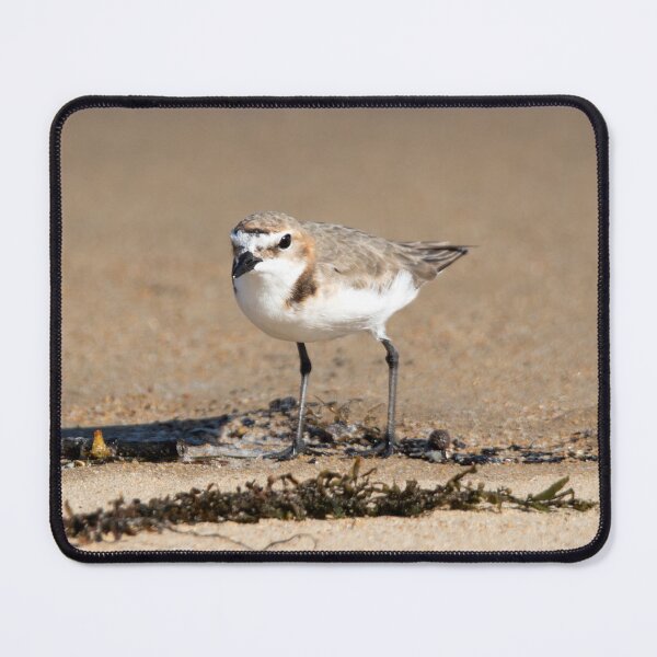 Item preview, Red-capped Plover designed and sold by Matt Vickery.