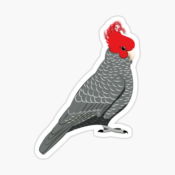 Gang gang cockatoo Sticker