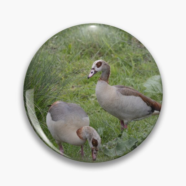 Item preview, Egyptian Geese designed and sold by Calidris Fotografie Steffi & Ben Köppler.