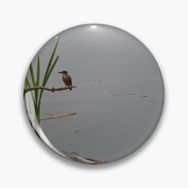 Item preview, Kingfisher designed and sold by Calidris Fotografie Steffi & Ben Köppler.