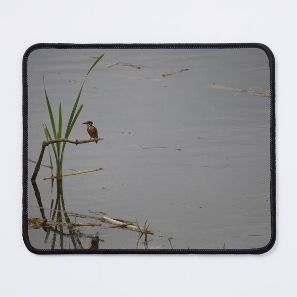 Item preview, Kingfisher designed and sold by Calidris Fotografie Steffi & Ben Köppler.