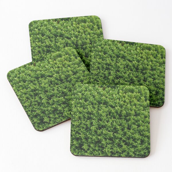 Item preview, "Evergreen Elegance: Enchanting Views of Boxwood Shrubs" designed and sold by hjian8219.