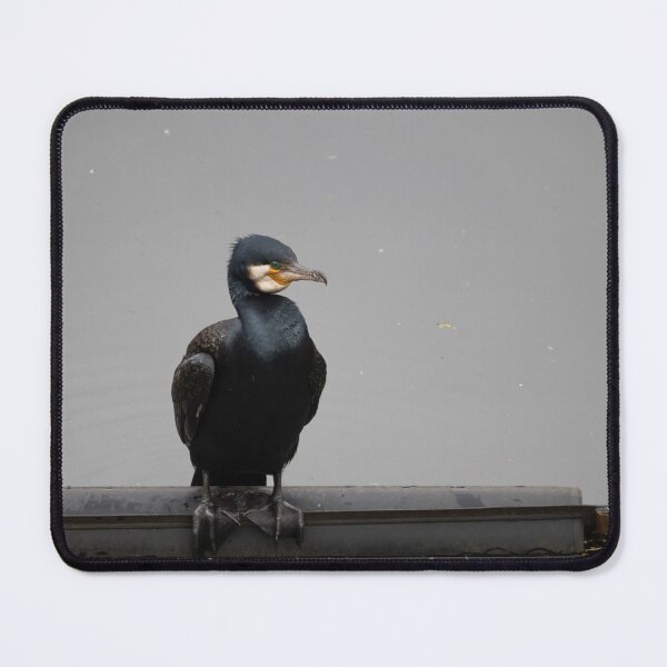 Item preview, Great Cormorant designed and sold by Calidris Fotografie Steffi & Ben Köppler.