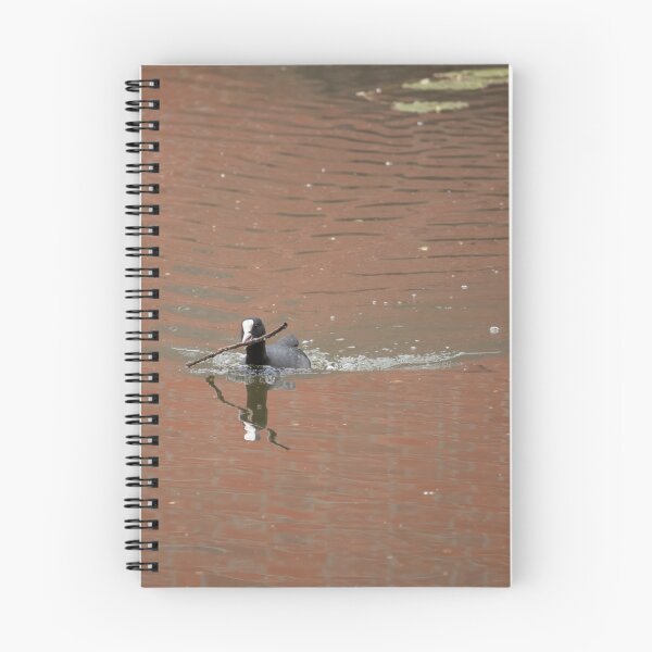 Item preview, Common Coot designed and sold by Calidris Fotografie Steffi & Ben Köppler.