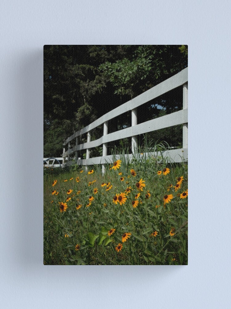Alternate view of Black Eyed Susans along the Fence Canvas Print