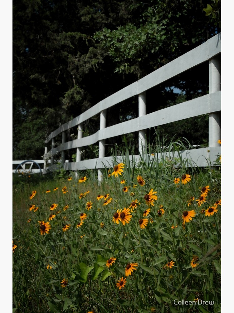 Black Eyed Susans along the Fence by colgdrew
