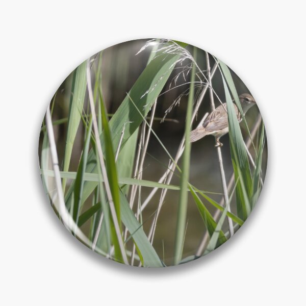 Item preview, Common Reed Warbler designed and sold by Calidris Fotografie Steffi & Ben Köppler.