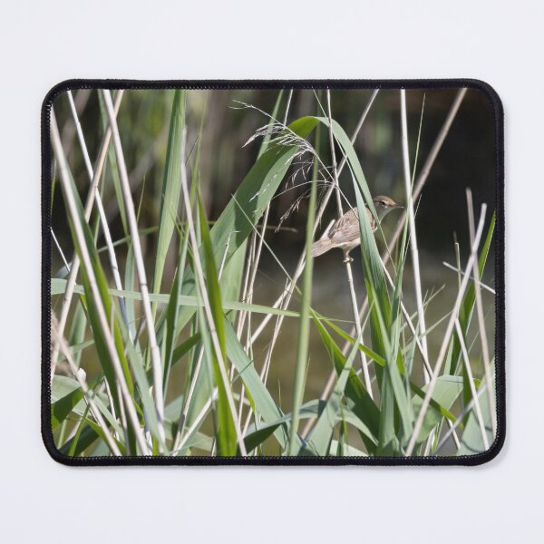 Item preview, Common Reed Warbler designed and sold by Calidris Fotografie Steffi & Ben Köppler.