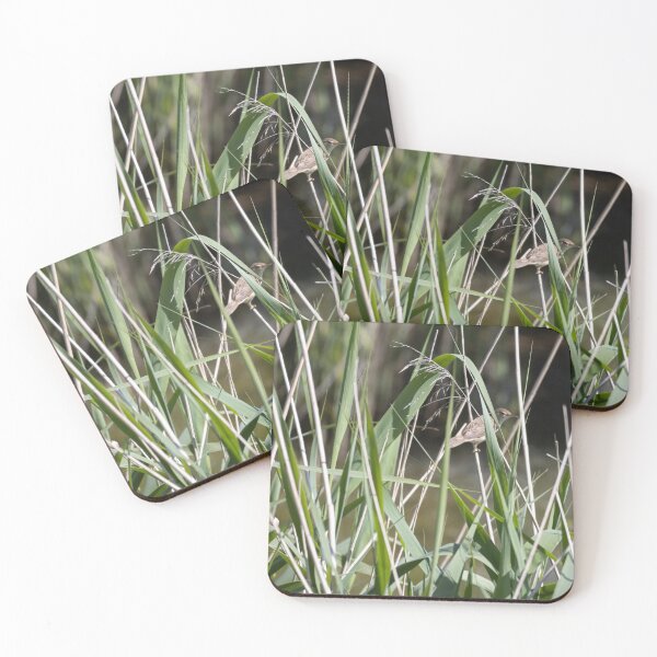 Item preview, Common Reed Warbler designed and sold by Calidris Fotografie Steffi & Ben Köppler.