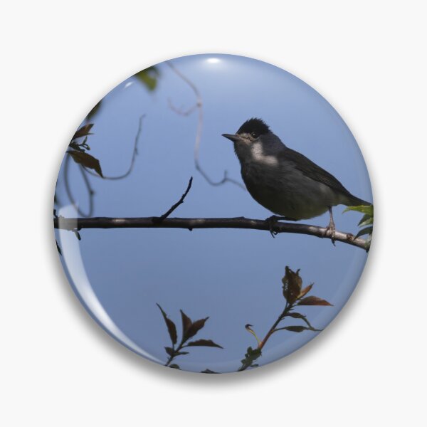 Item preview, Eurasian blackcap designed and sold by Calidris Fotografie Steffi & Ben Köppler.