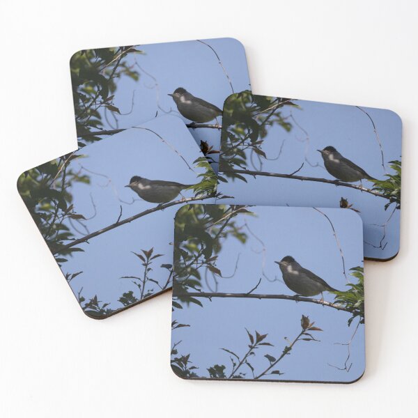 Item preview, Eurasian blackcap designed and sold by Calidris Fotografie Steffi & Ben Köppler.