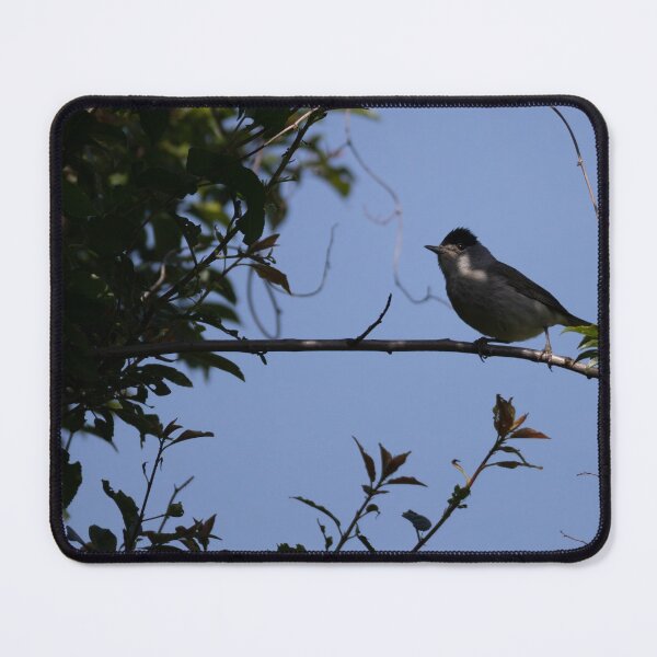 Item preview, Eurasian blackcap designed and sold by Calidris Fotografie Steffi & Ben Köppler.
