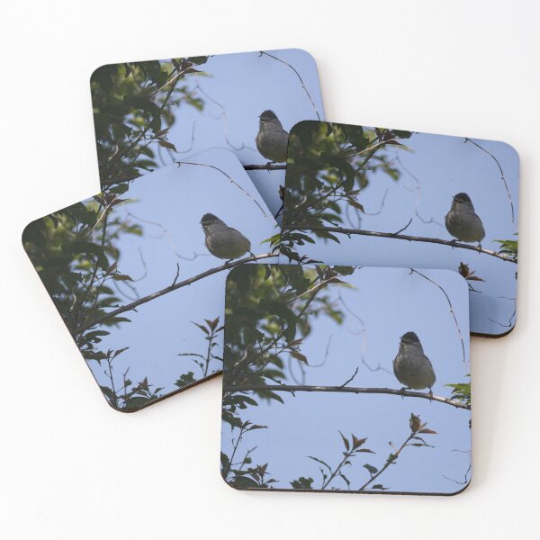 Item preview, Eurasian blackcap designed and sold by Calidris Fotografie Steffi & Ben Köppler.